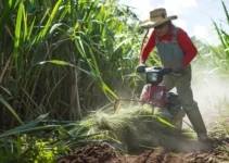 Cortar cañas con desbrozadora, técnicas y consideraciones básicas