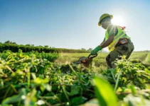 Desahogar desbrozadora para un rendimiento óptimo en tu campo